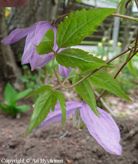 Clematis ochotensis, ohotankärhö